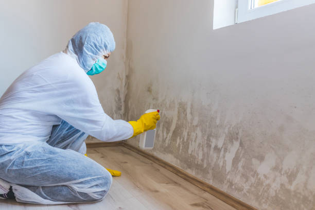 Licensed Mold Removal service in Garrett, TX - Car Mold Remediation