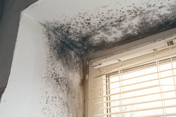 Affordable Mold Removal solutions in Garrett, TX
