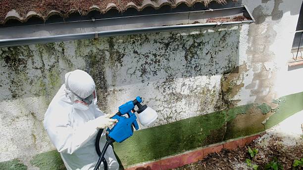 Top rated local Mold Removal specialists in Garrett, TX